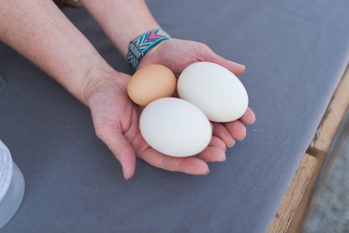 Goose Eggs – Thousand Hills Family Farm